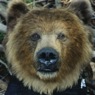 AnimatedFX animatronic bear and Grizzly bear suit