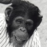 AnimatedFX animatronic chimpanzee monkey suit