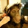 AnimatedFX animatronic chimpanzee monkey suit