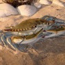 AnimatedFX animatronic crab and blue crab puppet