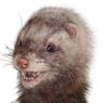 AnimatedFX animatronic ferret puppet from Along Came Polly